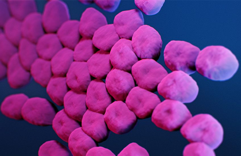 illustration of A. baumannii bacteria at the microscopic level look like a cluster of dimpled mini-marshmallows