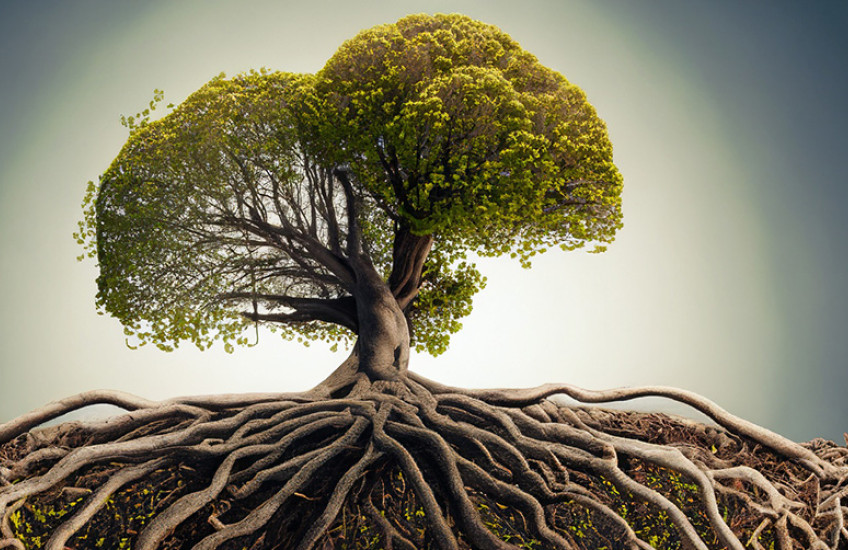illustration of two trees with trunks entwined, emerging from a shared set of roots. the lighting is vaguely ominous
