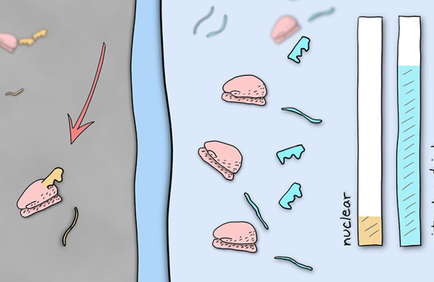 illustration of ribosomes, mRNA, and proteins