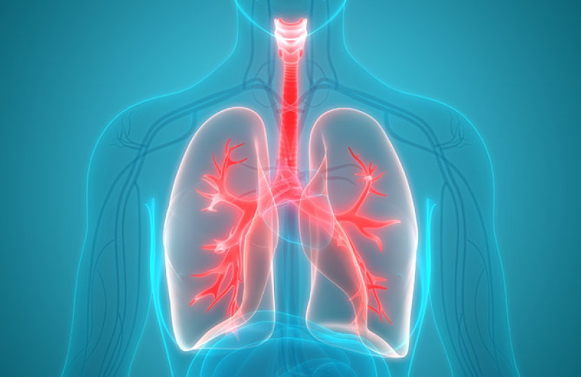 digital illustration of the human body, with respiratory system highlighted