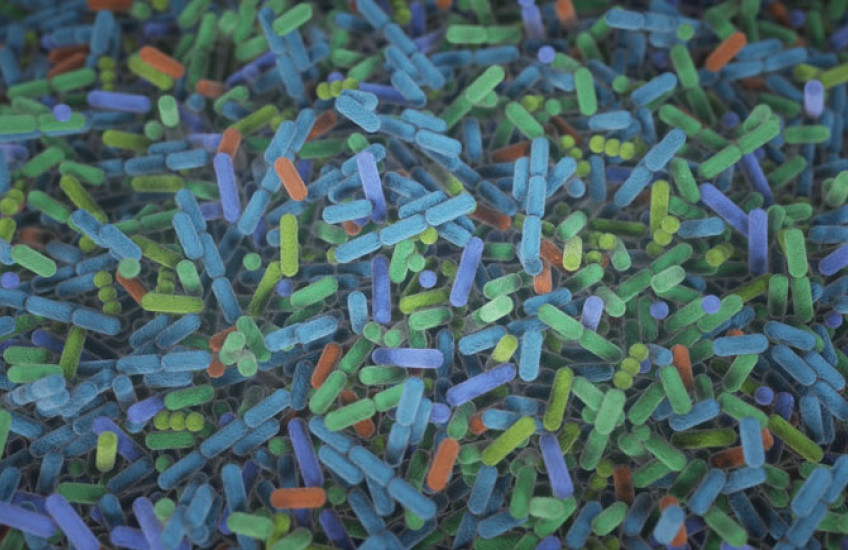 A microscope image of multicolored capsules representing different types of gut microbes