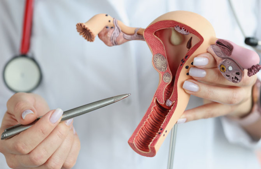 A doctor in a white coat using a pen to point at a human vagina model