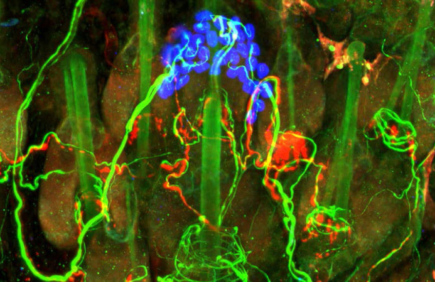 A blue, green, and orange microscope image of sensory structures