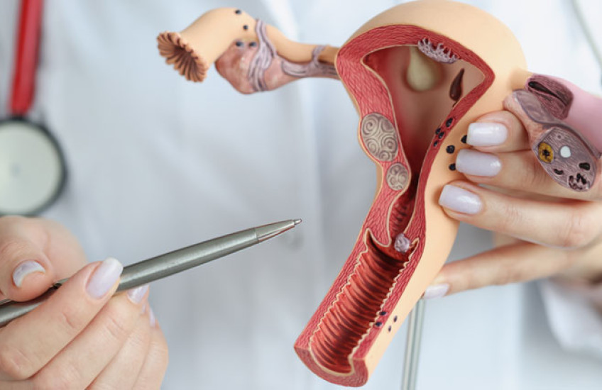 A doctor in a white coat using a pen to point at a human vagina model