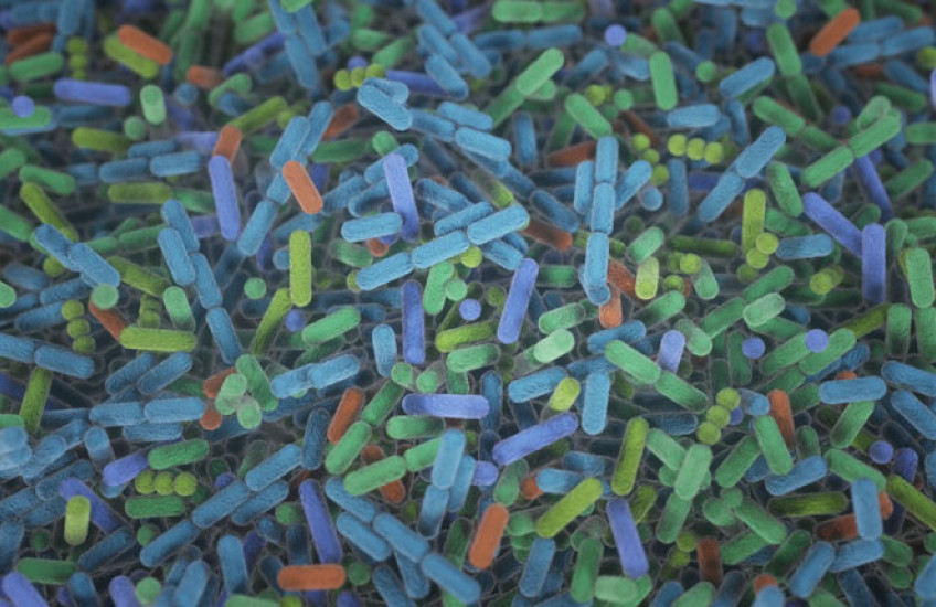 A microscope image of multicolored capsules representing different types of gut microbes