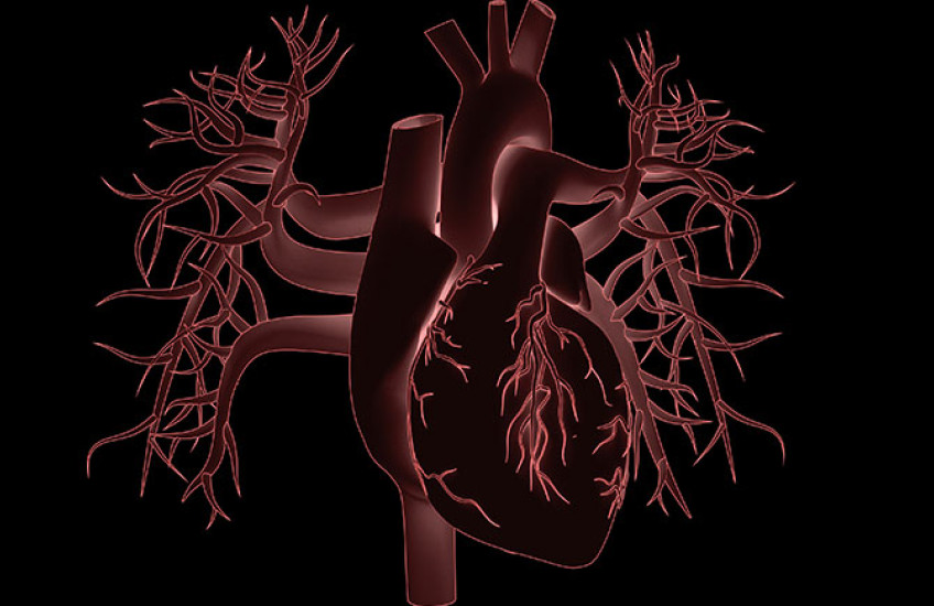 illustration of a human heart on a black background