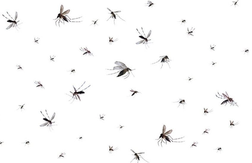 Flying mosquitoes isolated on a white background.