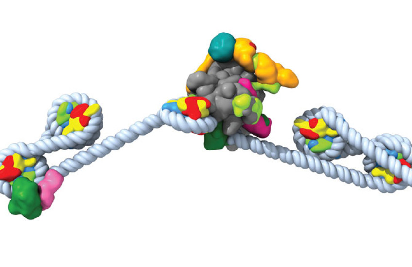 Brightly colored clusters representing proteins 