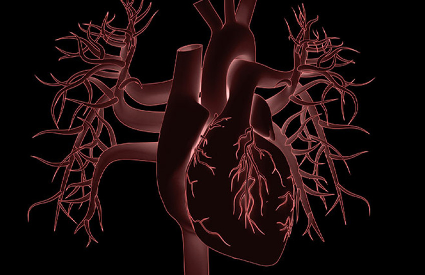 illustration of a human heart on a black background