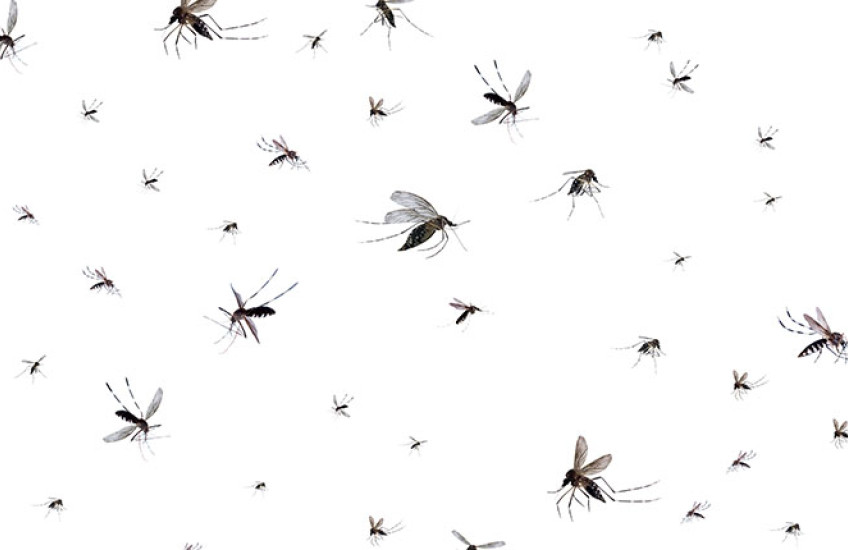 Flying mosquitoes isolated on a white background.