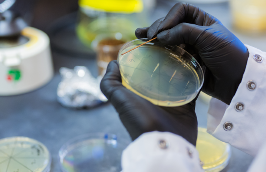 Gloved hands hold a Petri dish