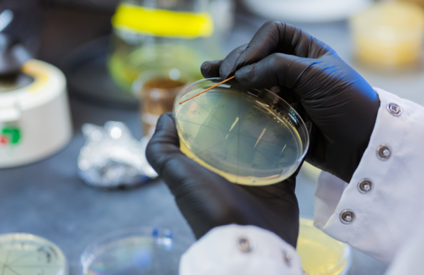Gloved hands hold a Petri dish