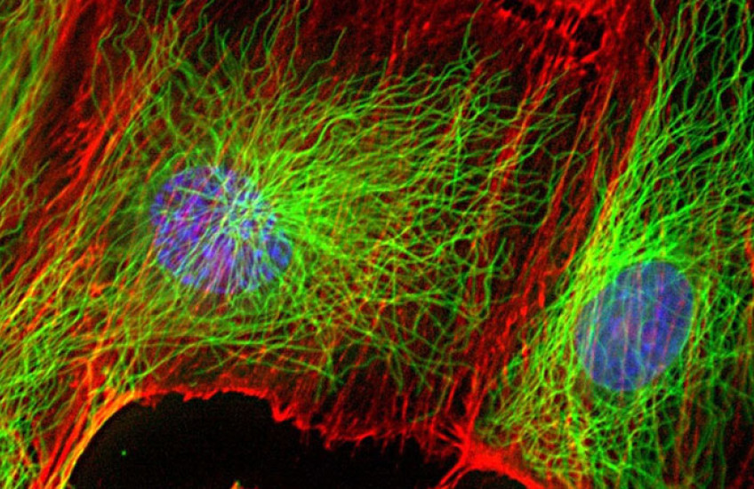 Microscope image of fluorescent human cells
