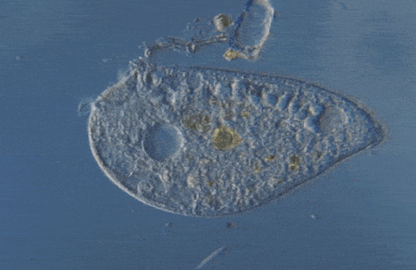 Single-cell organism on a microscope slide