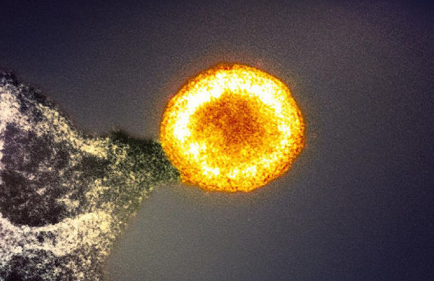 A bright circular virus particle shines in the center of an image against a dark background, with the edge of an infected cell seen in one corner.