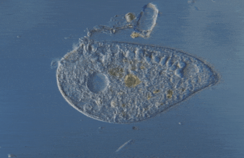 Video clip of a single-cell organism moving around on a microscope slide, cilia sweeping back and forth at the front end.