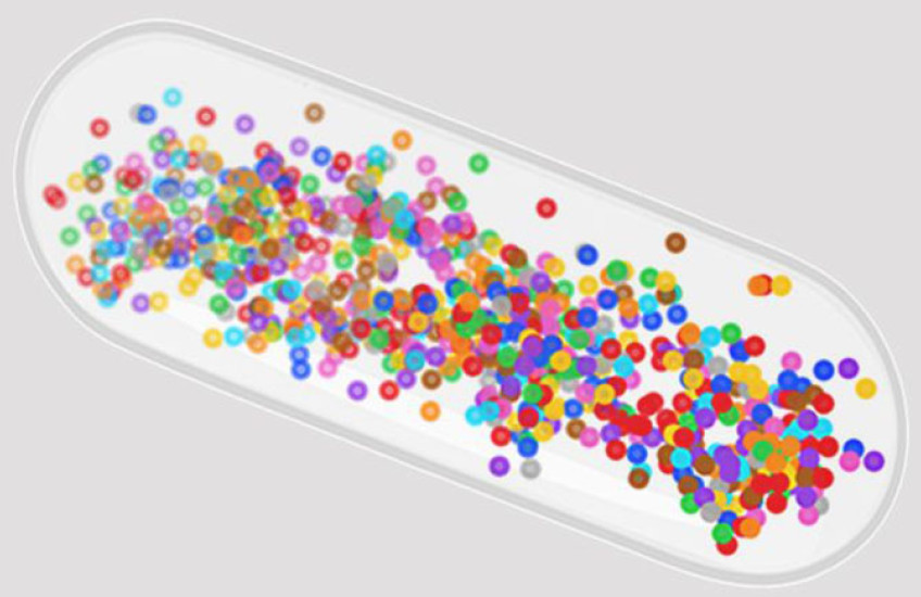 Colored dots overlap within the silhouette of a rod-shaped bacterium