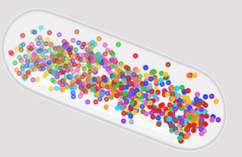 Colored dots overlap within the silhouette of a rod-shaped bacterium
