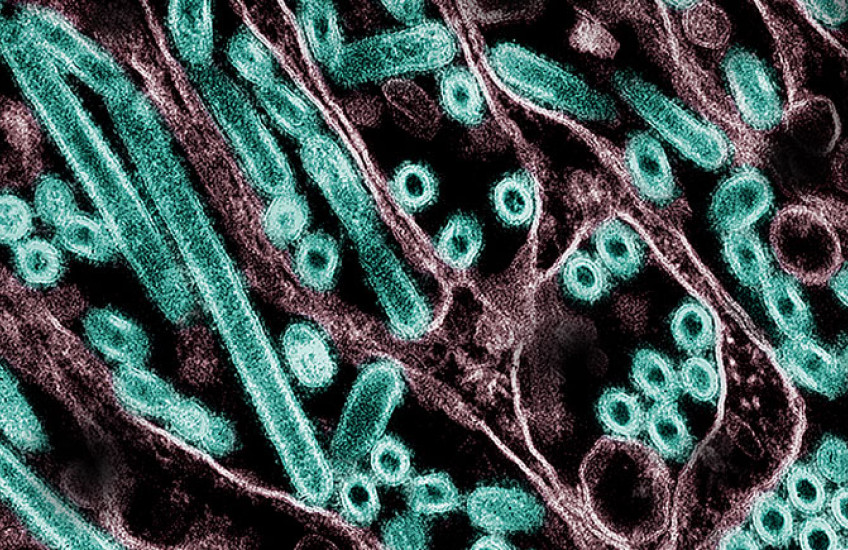 A cluster of elongated and circular teal and purple shapes on a black background. 