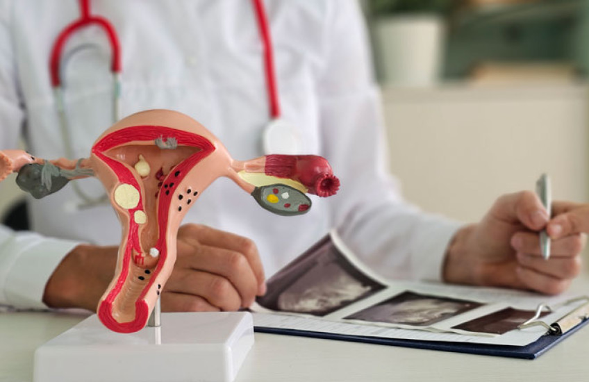 A plastic model of the female reproductive system in the foreground, with a doctor from the shoulders down out of focus in the background reviewing ultrasound images