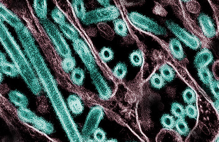 A cluster of elongated and circular teal and purple shapes on a black background.