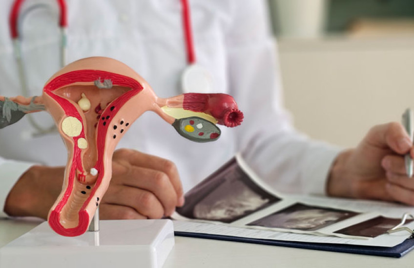 A plastic model of the female reproductive system in the foreground, with a doctor from the shoulders down out of focus in the background reviewing ultrasound images
