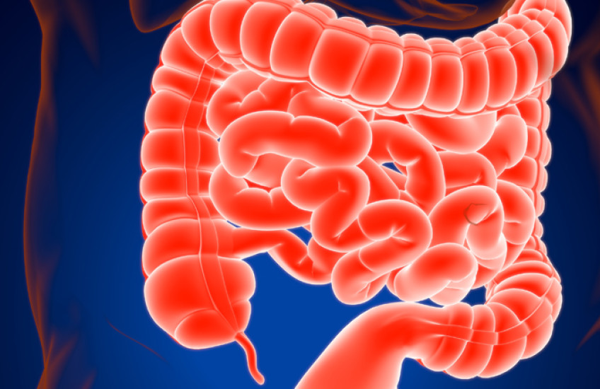 3-D illustration human digestive system focusing on the small and large intestine.