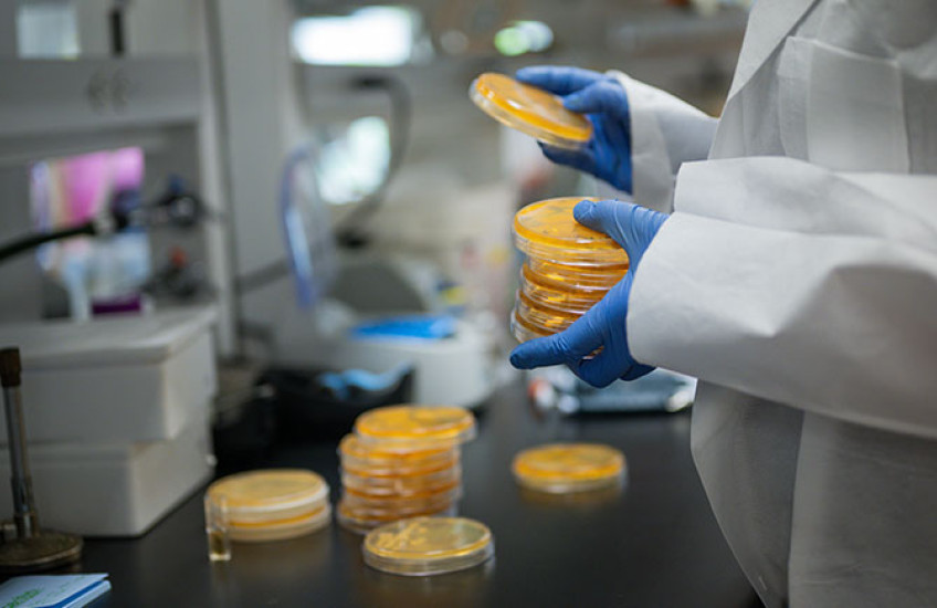 Close up of a person wearing blue lab gloves and a white coat sorting Petri dishes