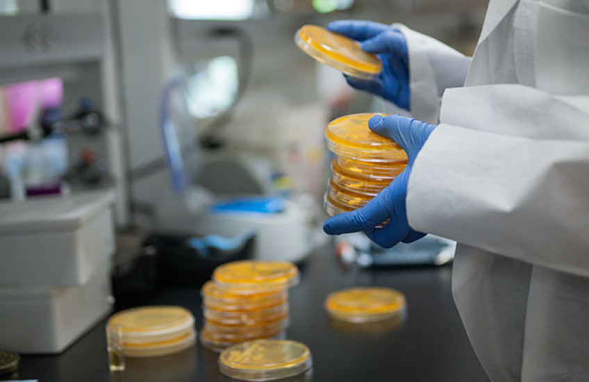 Close up of a person wearing blue lab gloves and a white coat sorting Petri dishes