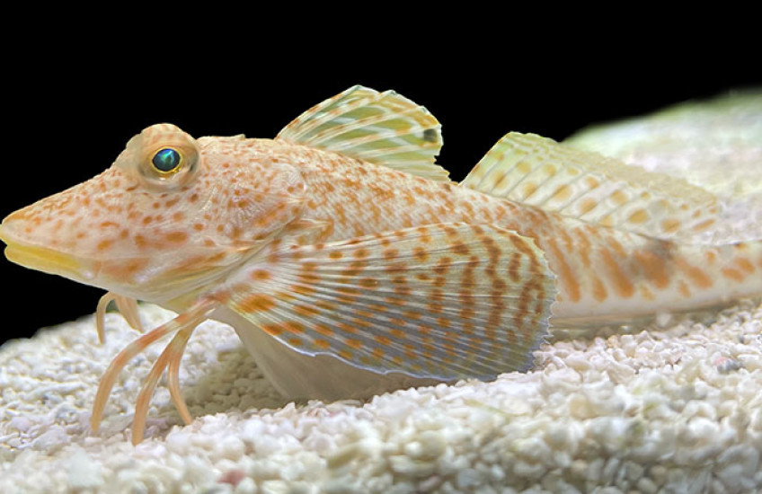 An orange spotted fit on a background of sand and black water