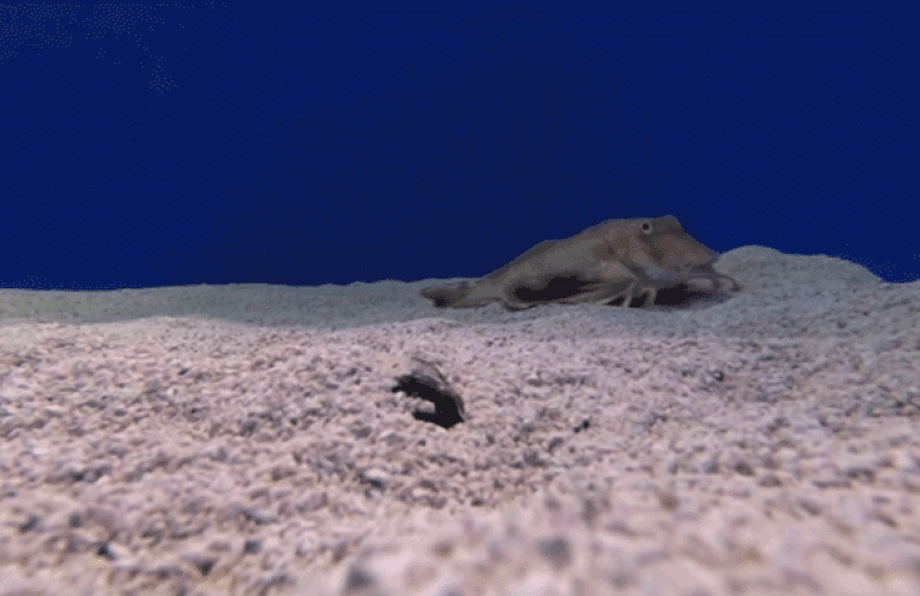 A tan fish moves across sand in blue water