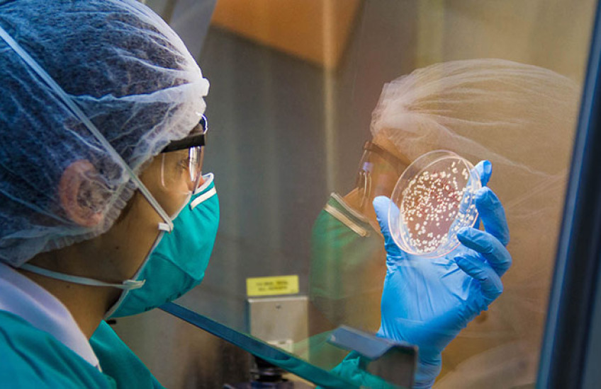 Scientist wearing protective clothing, including a hairnet, face mask, and gloves, examines a petri dish with bacterial colonies inside a laboratory safety cabinet.
