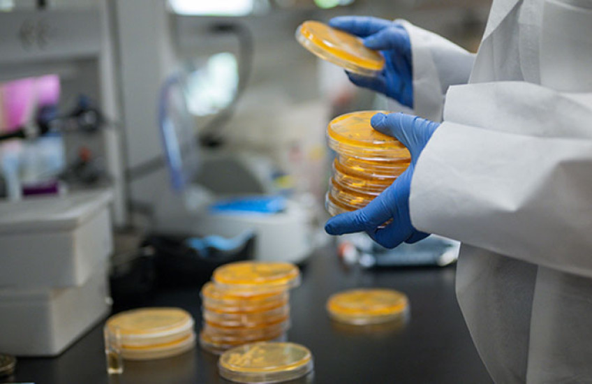 A person whose head is out of frame, wearing a white goat and gloves, holds a stack of Petri dishes with orange material in them. In the background, more dishes can be seen on a lab bench.