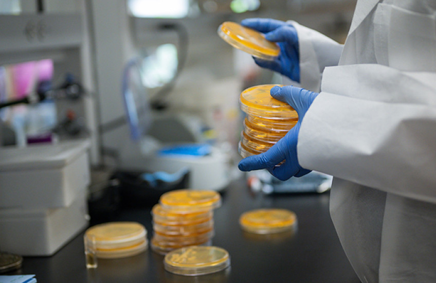 A person whose head is out of frame, wearing a white goat and gloves, holds a stack of Petri dishes with orange material in them. In the background, more dishes can be seen on a lab bench.