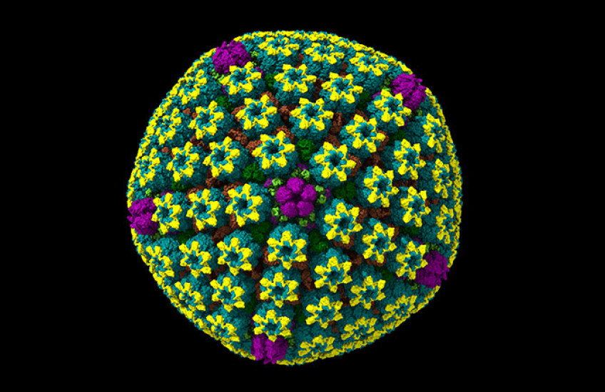 A colorful cryo-EM model of a herpes simplex virus capsid, appearing as a nearly spherical structure made of tightly packed, repeating protein clusters arranged in a geometric pattern.