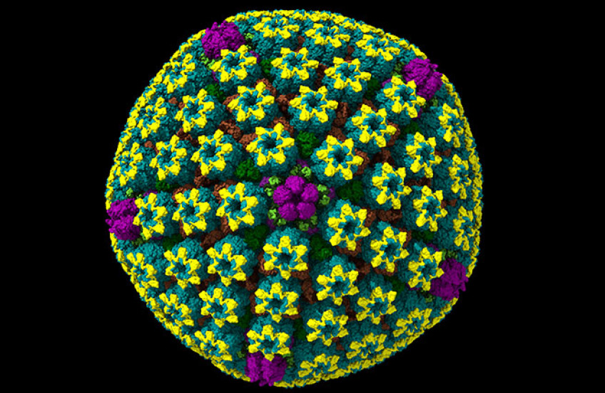 glutathione herpes virus Researchers Now Understand How a New Class of Antivirals Works