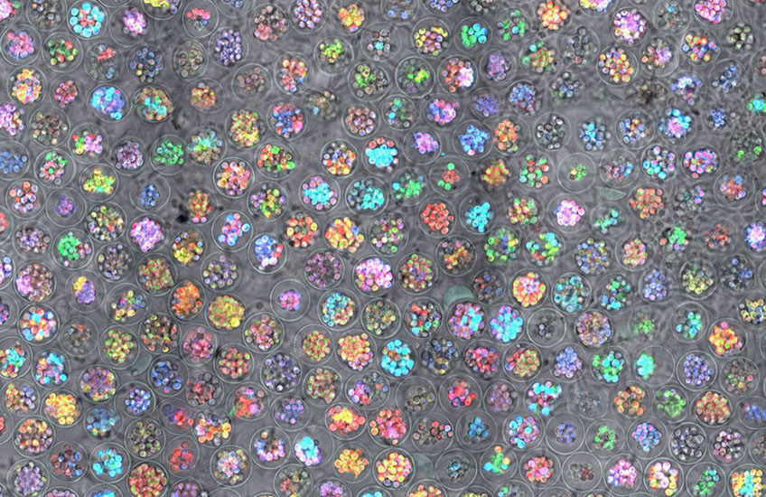 Dozens of small, colorful cells