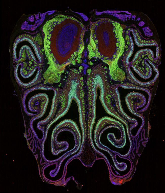 Complex, multicolored swirls on a black background