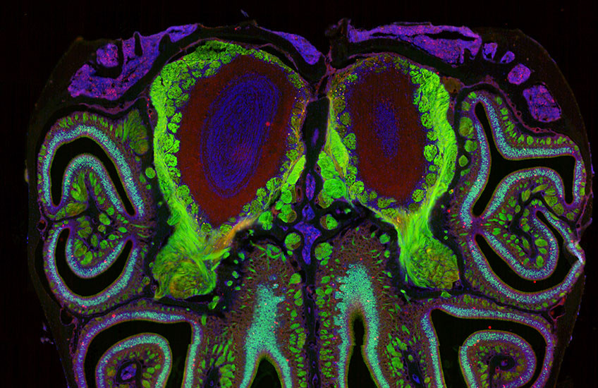 Complex, multicolored swirls on a black background