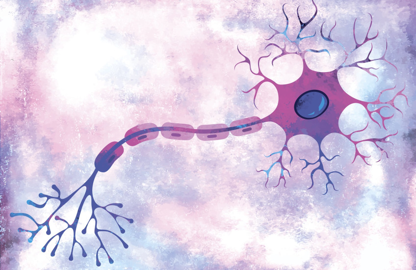 Cartoon illustration of a neuron shows the cell body and nucleus on one end with many dendrite projections; long axon in the middle with five stretches wrapped in myelin; and many branching axon terminals on the other end.