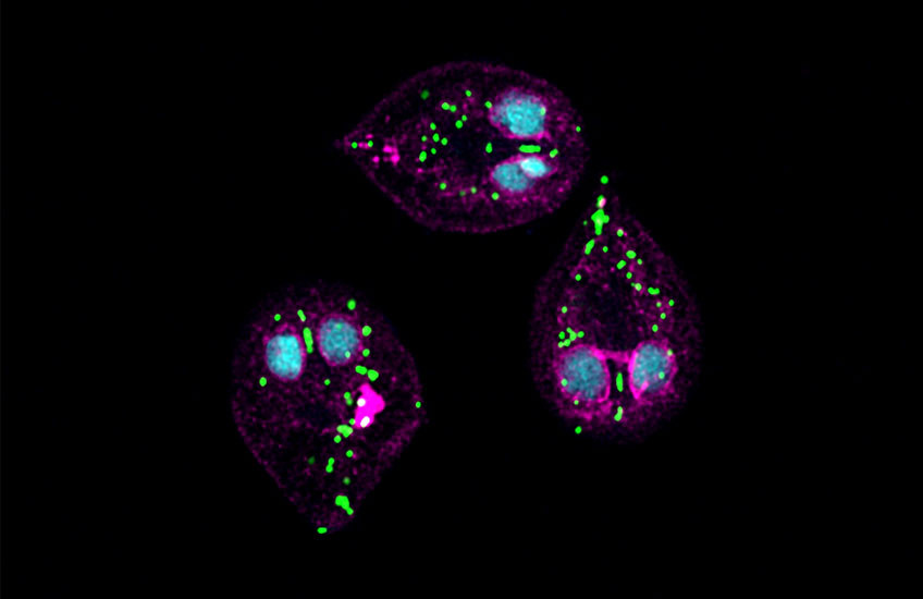 Fluorescent microscopy shows three teardrop-shaped Giardia parasites, each with two nuclear structures like eyes and scattered with green dots indicating mitochondria.