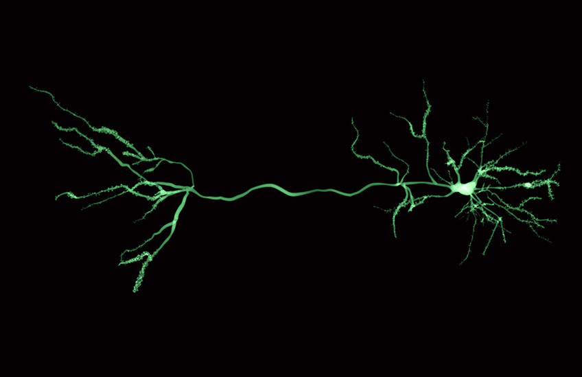 Green neuron on a black background