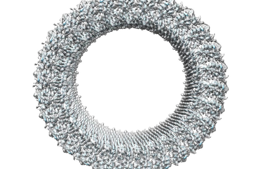 3-D depiction of the gasdermin pore