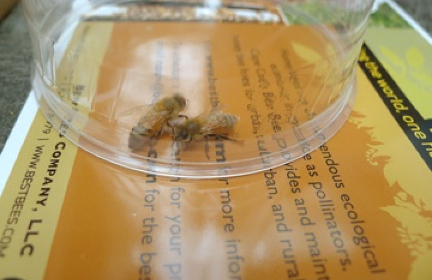 Two bees under an upside-down glass jar on a table.