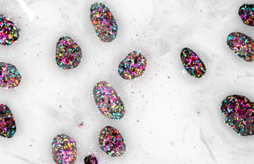 cell nuclei appear as dark stone-like shapes, with genomic regions labeled as multiple colored dots, against a gray background