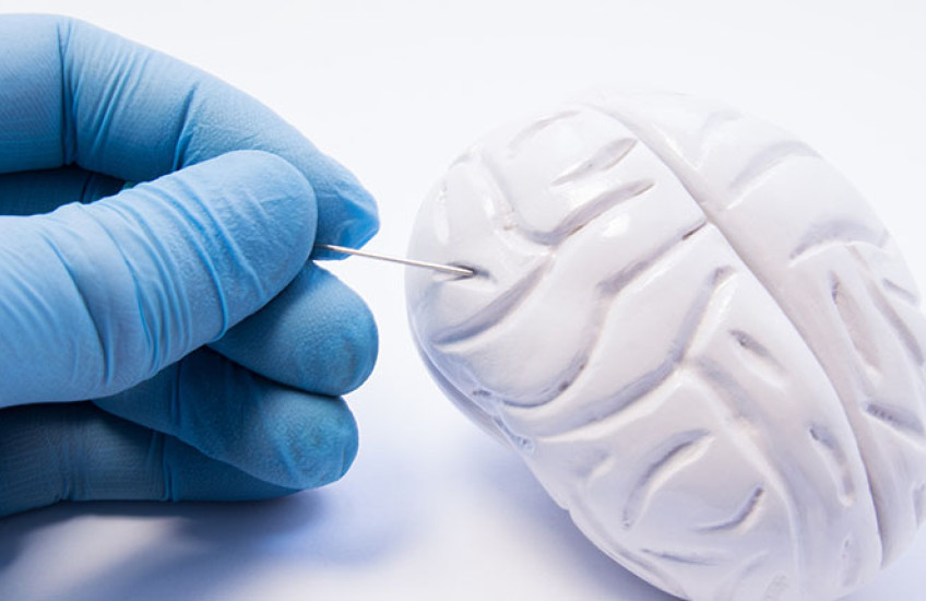 A gloved hand examines a small model of a brain