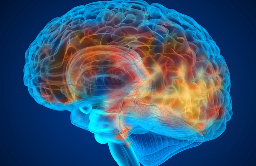 brain