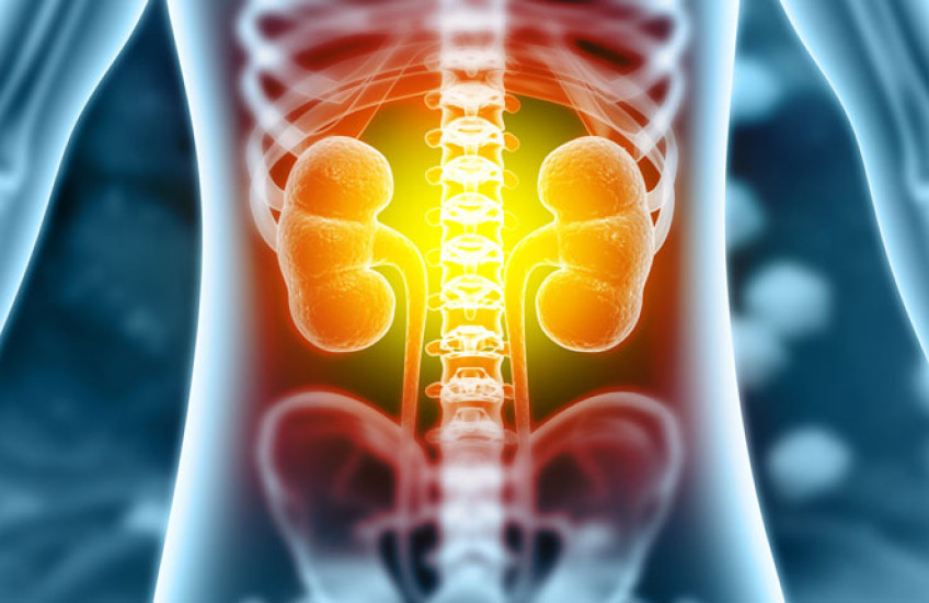 Illustration of kidneys inside a skeletal frame 