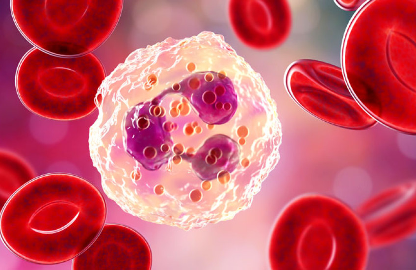 An illustration of a large, white immune cell surrounded by smaller red blood cells