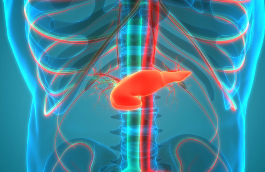 Illustration of the inside of a human torso with the pancreas in orange 